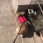 Vest Harness Leash For Small Animals