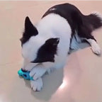 Bite-resistant, Wear-resistant, Interactive Treat Toy